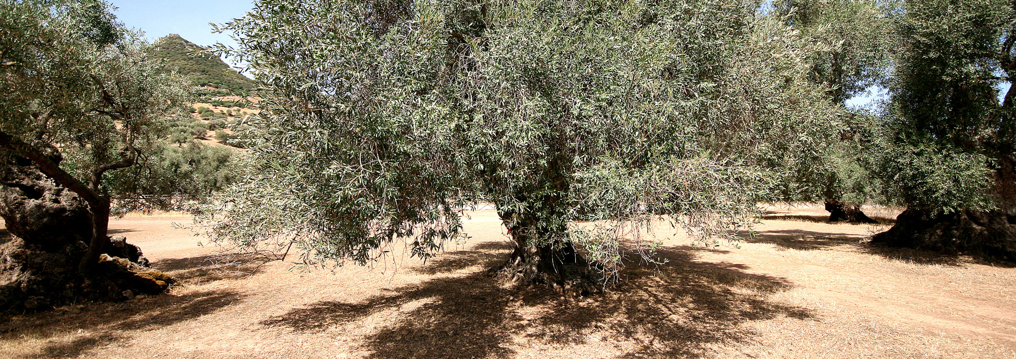 lebenselixier - blaue zone slider